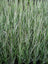 Grass Overdam Feather Reed