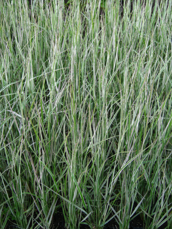 Grass Overdam Feather Reed