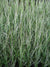 Grass Overdam Feather Reed