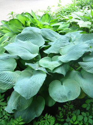 Hosta Elegans