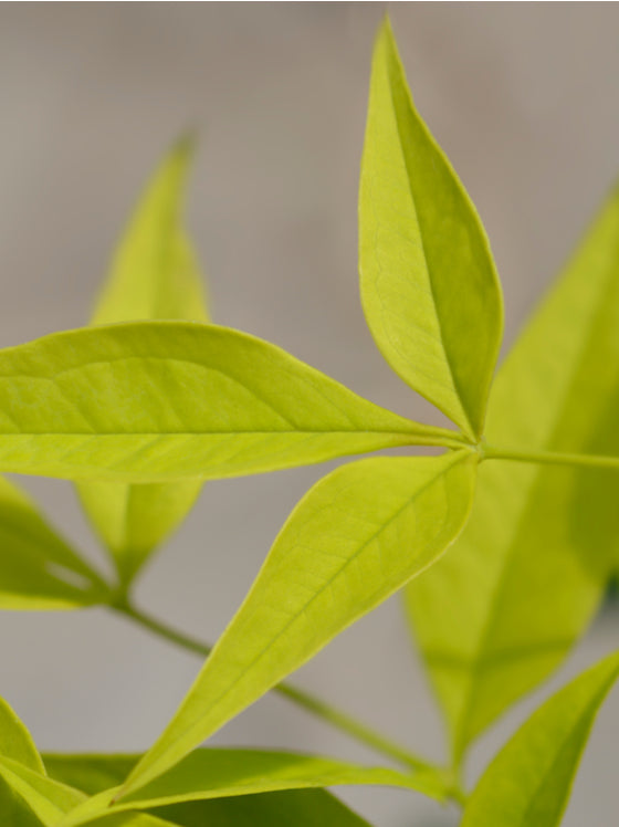 Nandina Lemon Lime