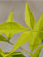 Nandina Lemon Lime