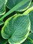 Hosta Albo Marginata