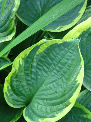 Hosta Aureomarginata