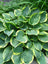 Hosta Albo Marginata
