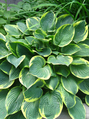 Hosta Aureomarginata