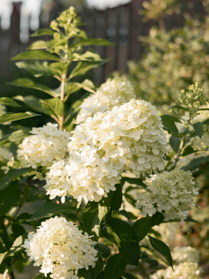 Hydrangea Limelight