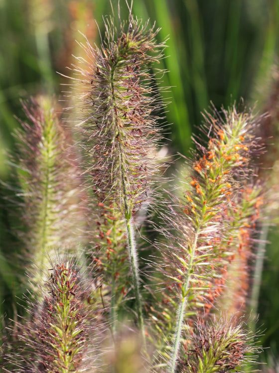 Grass Hameln Dwarf Fountain