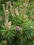 Pine Mugho