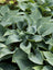 Hosta Halcyon