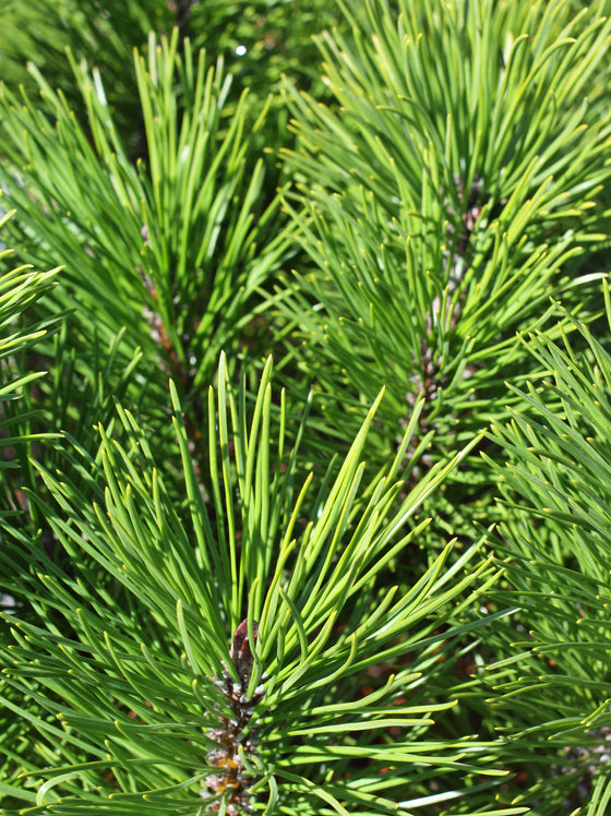 Pine Mugho