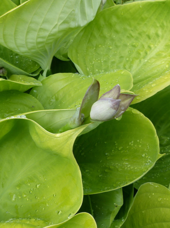 Hosta Sum & Substance