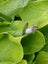 Hosta Sum & Substance
