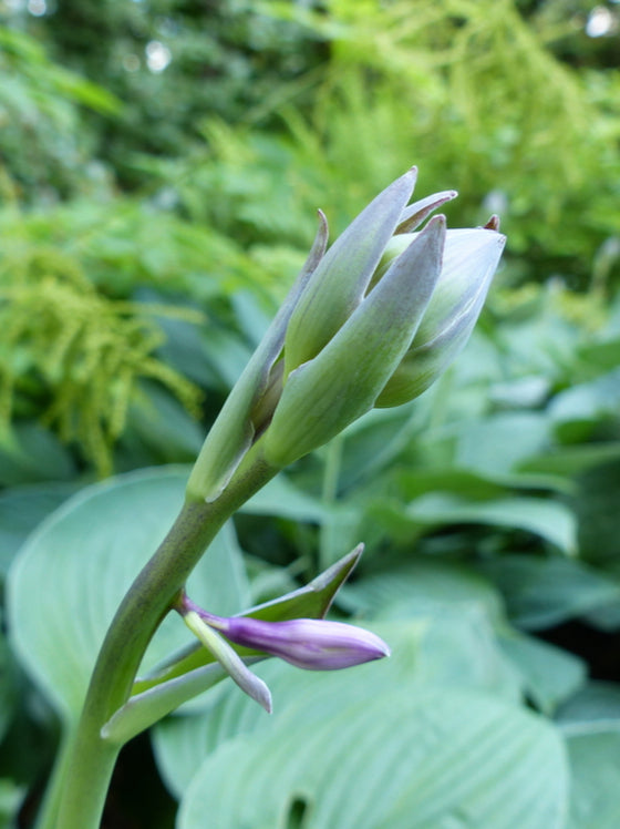 Hosta Sum & Substance