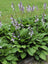 Hosta Elegans