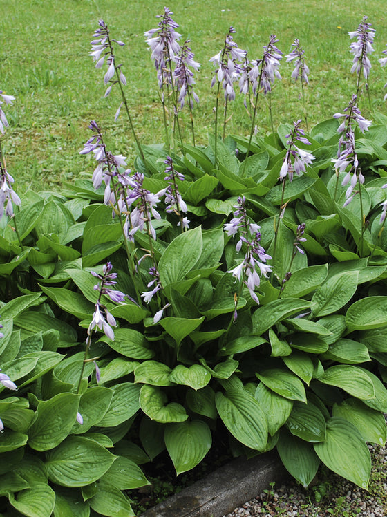 Hosta Elegans