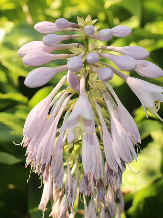 Hosta Albo Marginata
