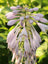 Hosta Albo Marginata
