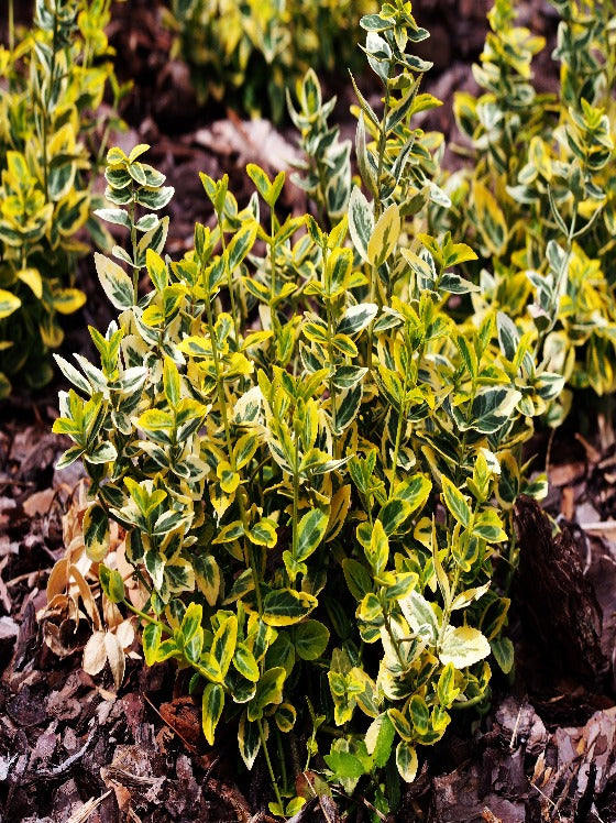 Euonymus Emerald 'n Gold
