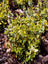 Euonymus Emerald 'n Gold