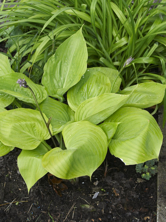 Hosta Sum & Substance