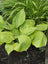 Hosta Sum & Substance