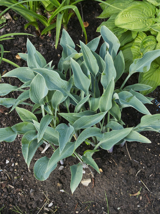 Hosta Halcyon