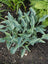 Hosta Halcyon