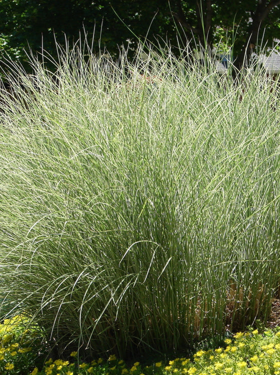 Grass Miscanthus Morning Light