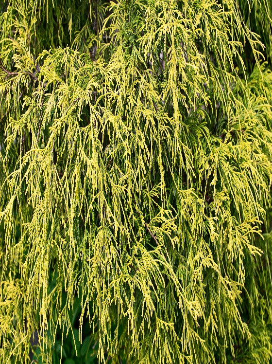 Cypress King's Gold