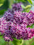 Lilac Sensation
