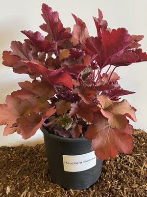 Heuchera Sunrise