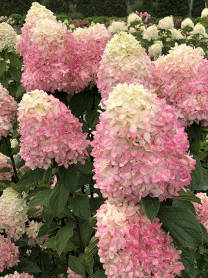 Hydrangea Limelight Prime®