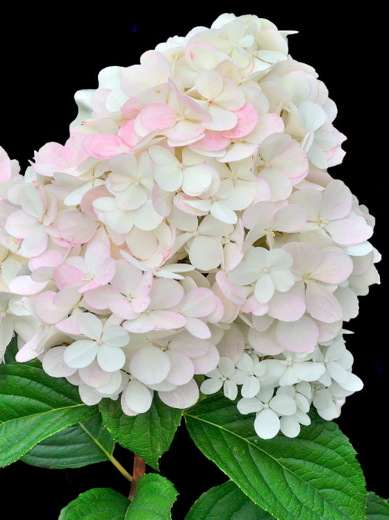 Hydrangea Limelight Prime® - Providence Nursery
