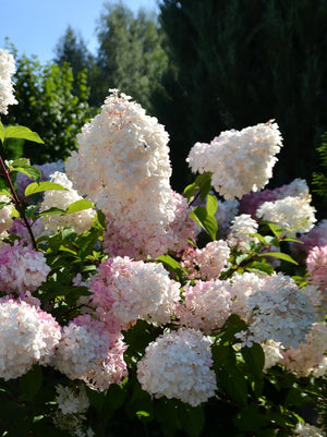 Hydrangea Limelight Prime®