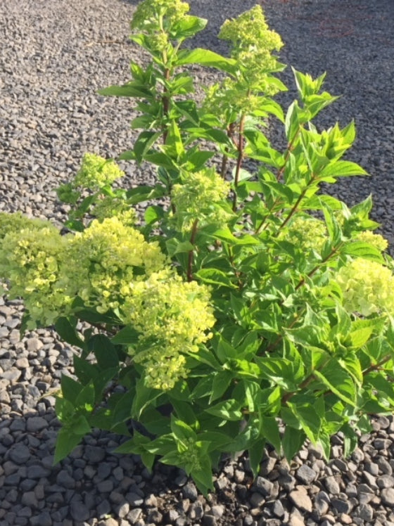 Hydrangea Little Lime®