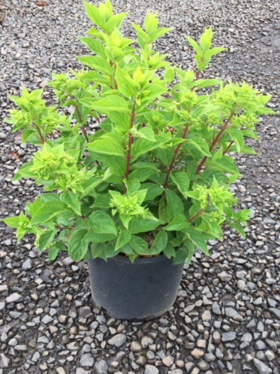 Hydrangea Little Lime®