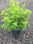 Hydrangea Little Lime®
