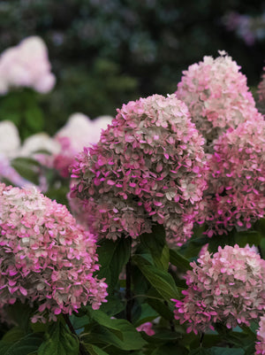 Hydrangea Little Lime Punch™