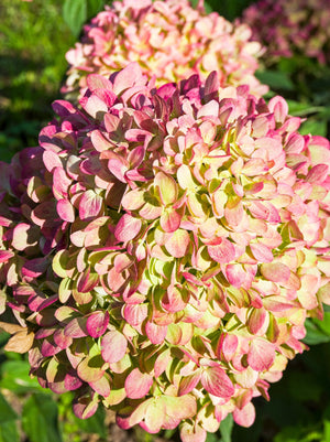 Hydrangea Little Lime Punch™