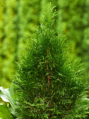 Arborvitae Emerald Green