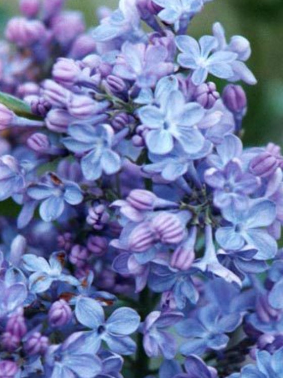 Lilac Wonder Blue