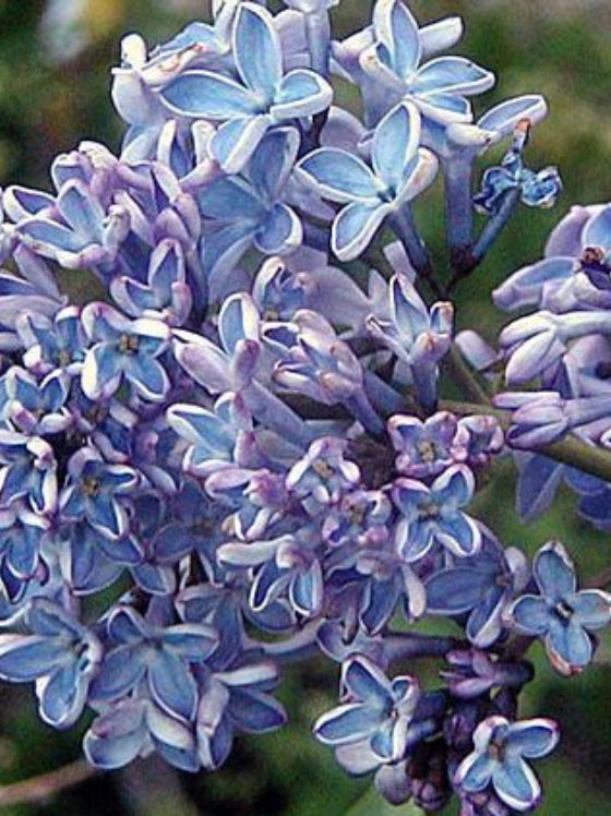 Lilac Wonder Blue