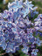 Lilac Wonder Blue
