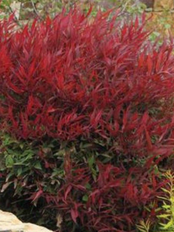 Nandina Burgundy Wine