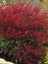 Nandina Burgundy Wine