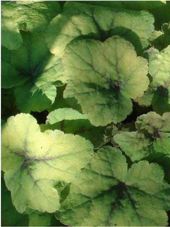 Heucherella Citrus Shock