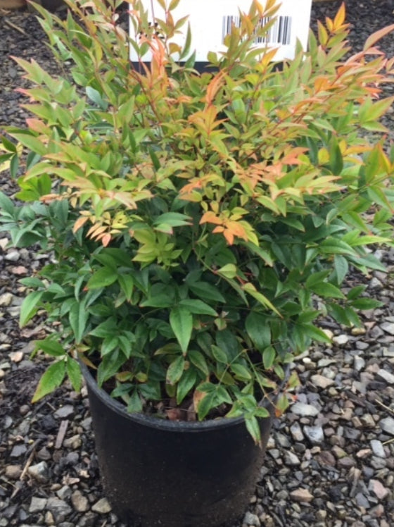 Nandina Gulf Stream