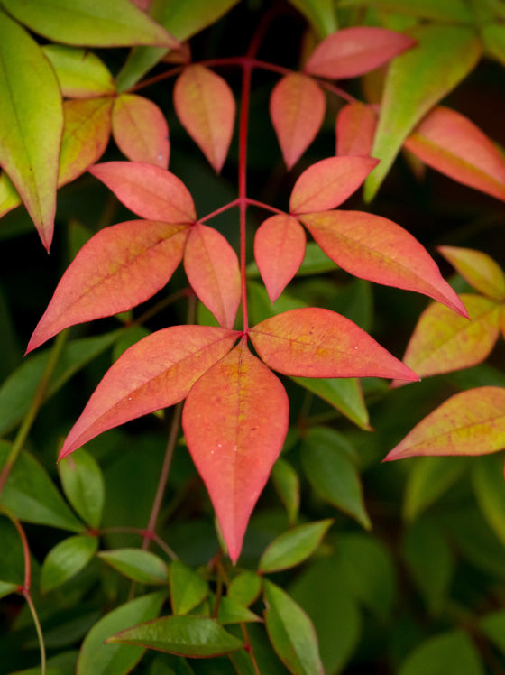 Nandina Harbor Dwarf