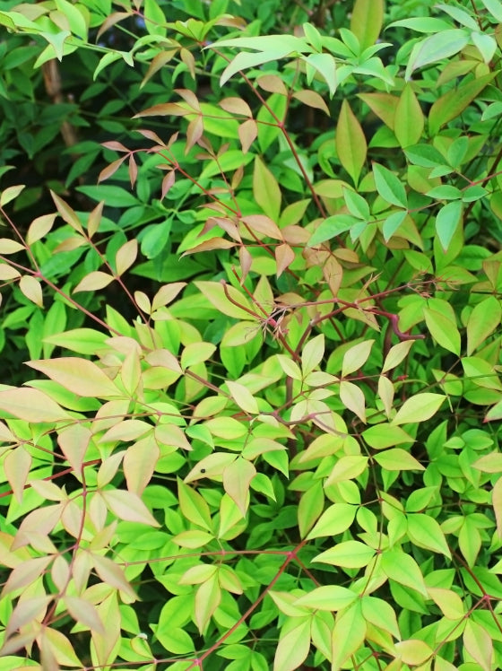 Nandina Harbor Dwarf